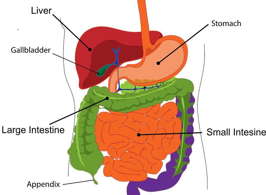 What is Gallbladder? Location, Anatomy and Function